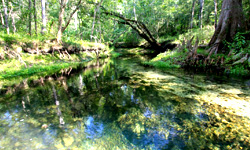 Magnolia Plantation