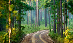 Longpine Plantation