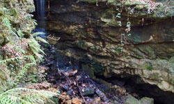 Waterfall Cave Plantation