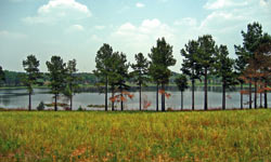 Wilson Lake Plantation