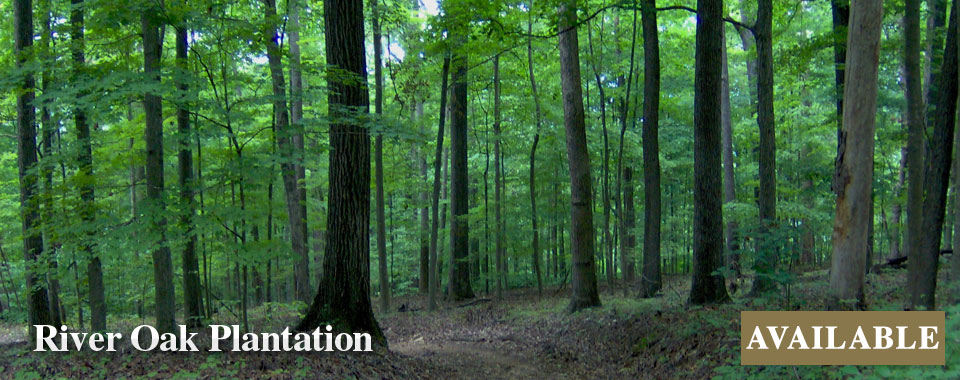 River Oak Plantation - SOLD - Jon Kohler & Associates